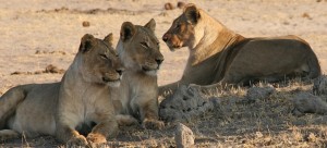 3 Lions